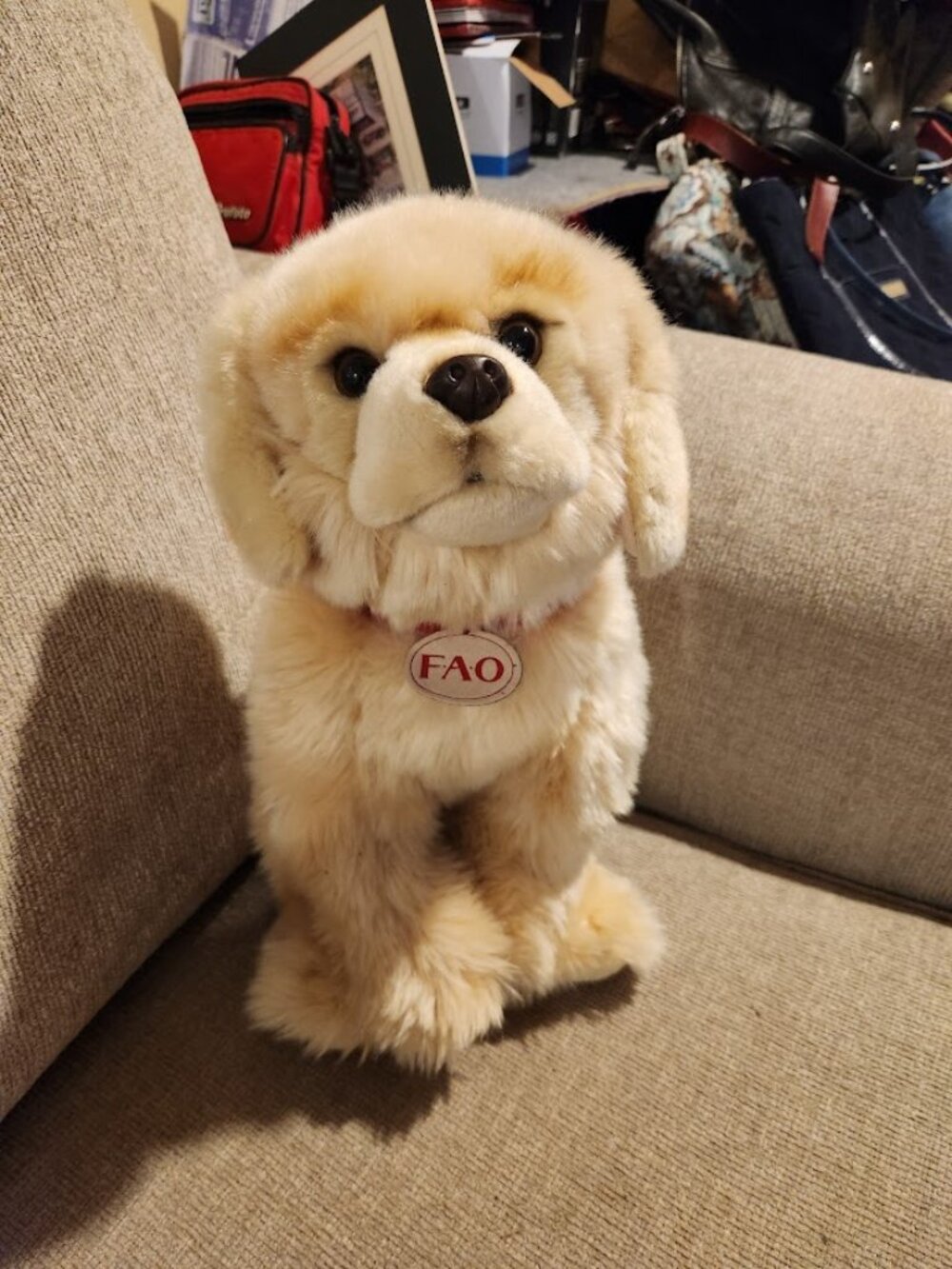 dog looking for home